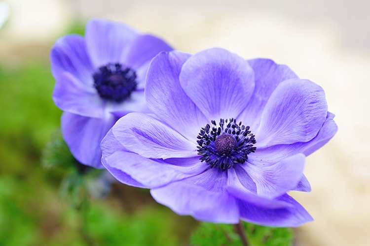 アネモネの育て方とは？球根の植え付け方や育てる場所、水やりのコツなどについて解説【カインズ花図鑑】