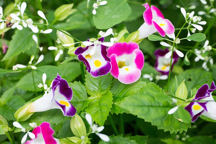 トレニアの育て方とは？育てる場所選びや水やりのコツ、肥料の与え方などについて解説【カインズ花図鑑】