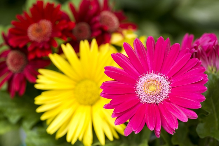 ガーベラの育て方とは 鉢植えの選び方や育てる場所 日常のお手入れや株分けのやり方などについて解説 カインズ花図鑑 となりのカインズさん