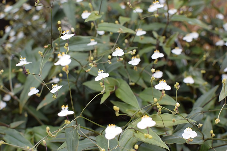 ブライダルベールの育て方とは？育てる場所の選び方や水やりのコツ、肥料の与え方などについて解説【カインズ花図鑑】