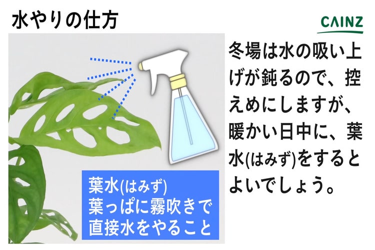 マドカズラの育て方とは 育てる場所や水やりのコツ 肥料の与え方などについて解説 カインズ花図鑑 となりのカインズさん