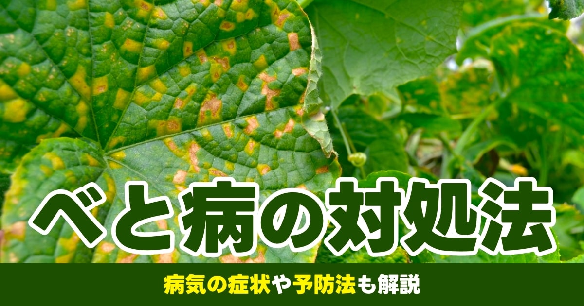 べと病 ベト病 とは 発生しやすい環境や病気の症状 対処法や予防策などについて解説 草花の病気 となりのカインズさん