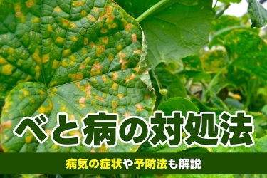 うどんこ病とは バラやキュウリにできる原因 治療法 対策 となりのカインズさん