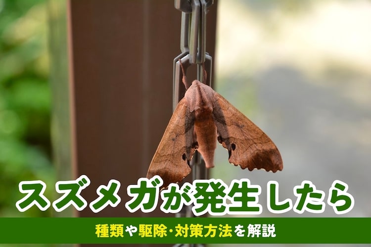 スズメガの種類から駆除方法・予防策まで一挙解説【動画あり】