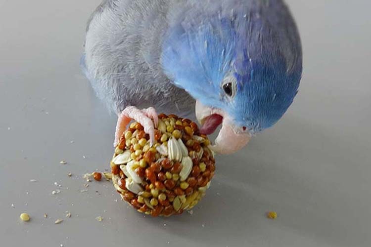 インコ間で話題!? 遊んで食べる鳥用おやつ「トイスナック」とは？