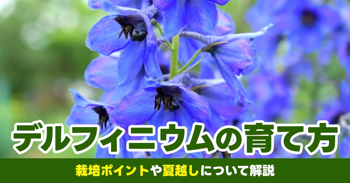 デルフィニウムとは？花言葉や育て方のコツを初心者向けに解説