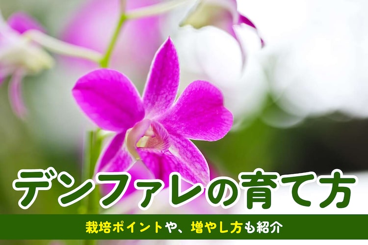 【デンファレの育て方】育てる場所や水やりのコツ、肥料の与え方を解説
