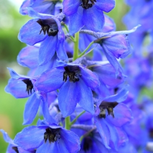 アンゲロニアセレニータの育て方とは 育てる場所や水やりのコツ 肥料の与え方などについて解説 カインズ花図鑑 となりのカインズさん