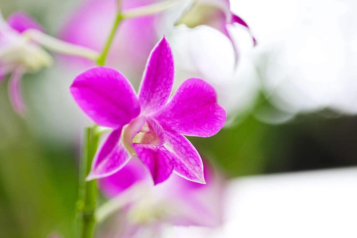 デンファレの育て方とは 育てる場所や水やりのコツ 肥料の与え方などについて解説 カインズ花図鑑 となりのカインズさん