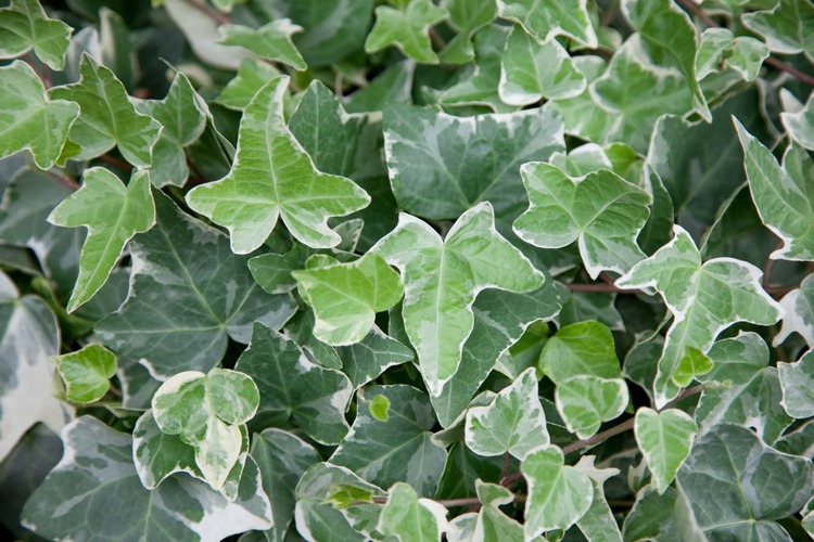 ヘデラの育て方とは？植え替え方法や水やりのコツ、日当たりに関する注意点などについて解説【カインズ花図鑑】