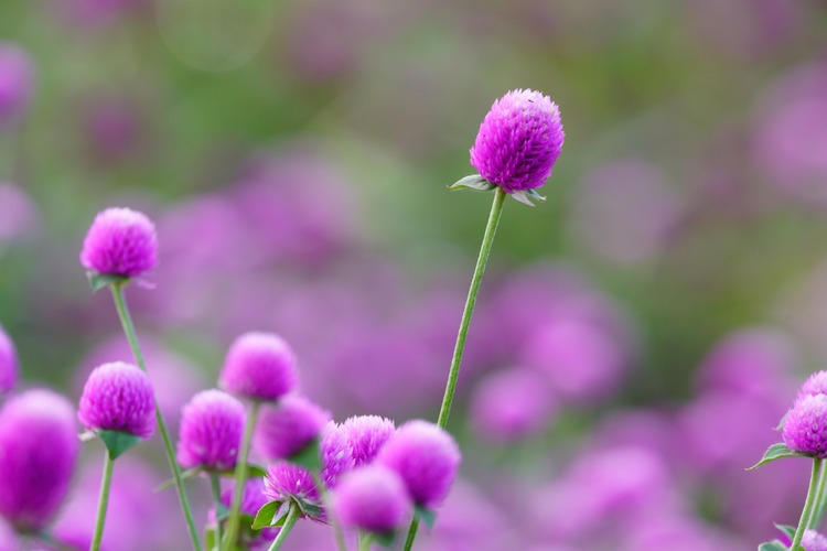 千日紅の育て方とは？育てる場所や水やりのコツ、手入れの仕方などについて解説【カインズ花図鑑】