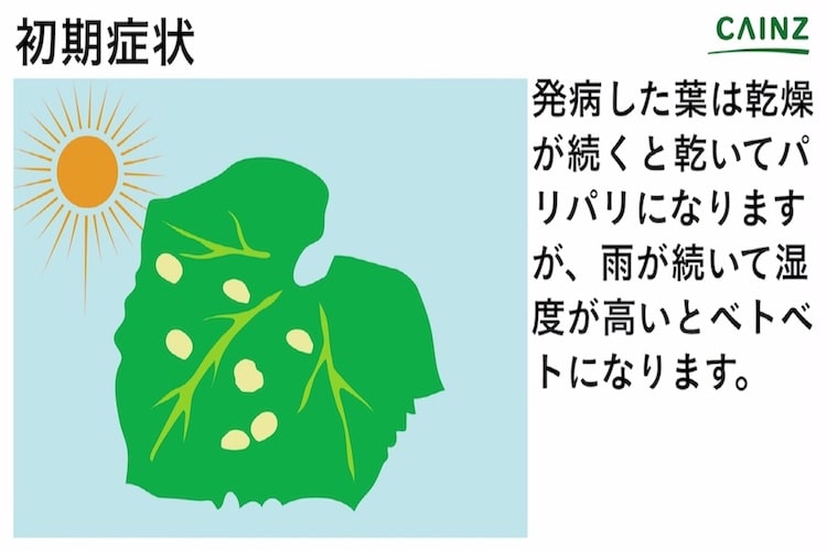 べと病とは 発生しやすい環境や病気の症状 対処法や予防策などについて解説 草花の病気 となりのカインズさん