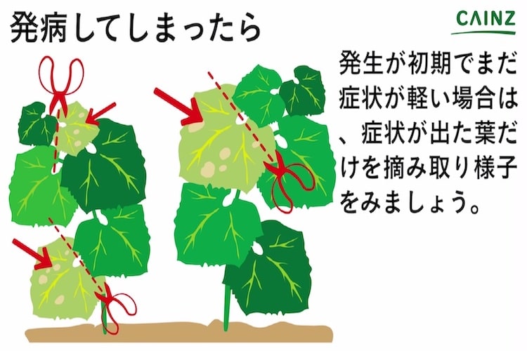 べと病とは 発生しやすい環境や病気の症状 対処法や予防策などについて解説 草花の病気 となりのカインズさん
