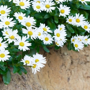 子宝草の育て方とは 肥料の与え方や水やりのコツ 育てる場所などについて解説 カインズ花図鑑 となりのカインズさん