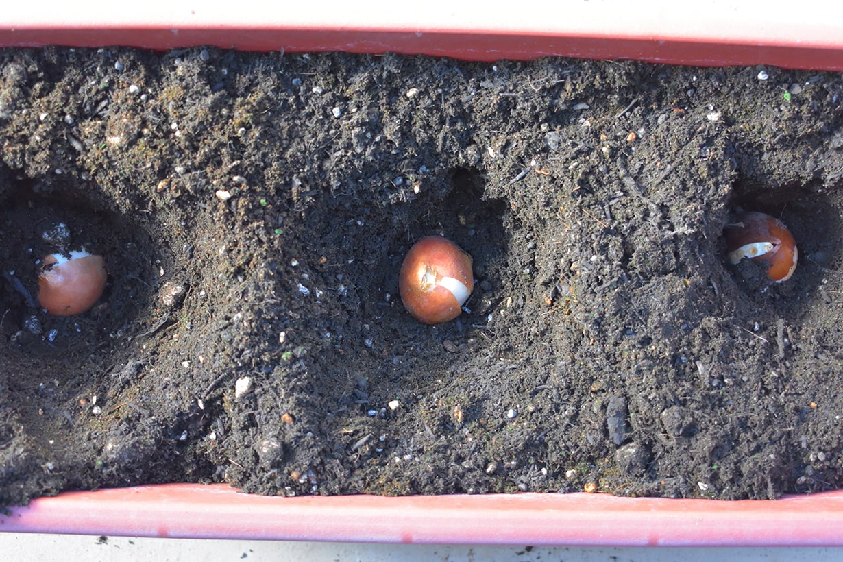 紫の花の育て方や種類は 季節ごとに人気の花をピックアップして解説 となりのカインズさん