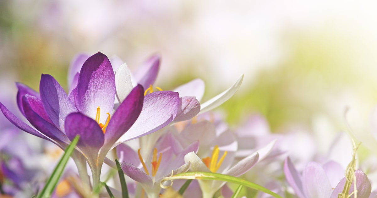 紫の花の育て方や種類は 季節ごとに人気の花をピックアップして解説 となりのカインズさん