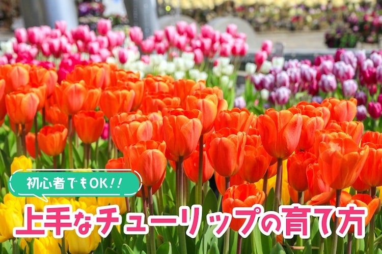 チューリップの育て方を初心者向けに解説! プランター栽培のコツも
