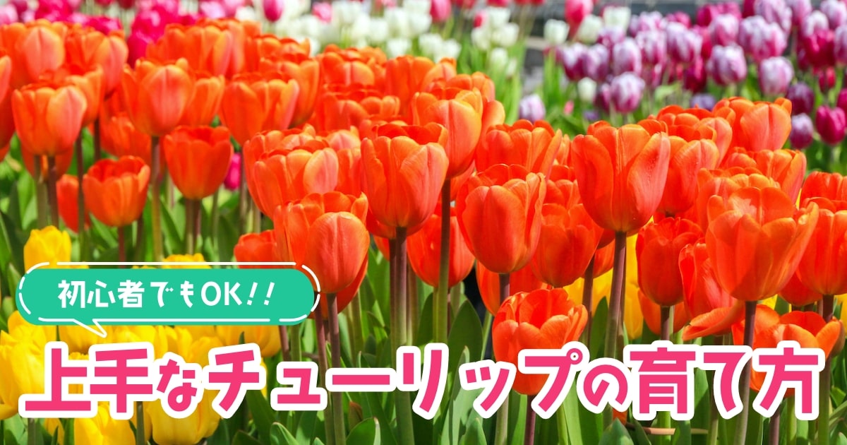 初心者でも簡単 チューリップの上手な育て方 おしゃれな品種も紹介 となりのカインズさん