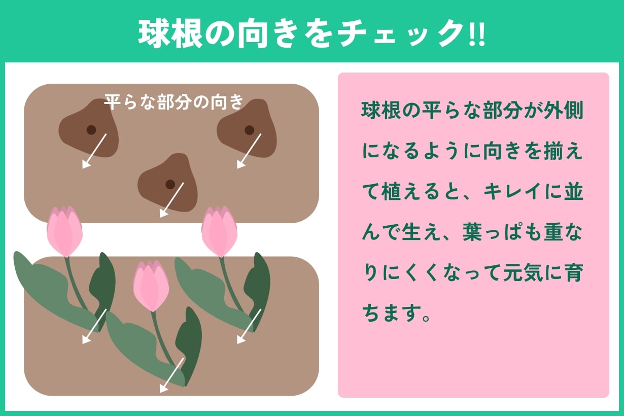 チューリップ の 植え 方 プランター