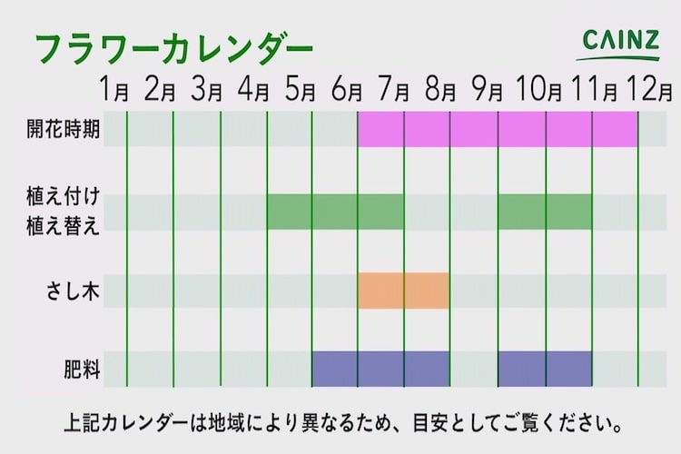 セイロンランティアの育て方とは 育てる場所や水やりのコツ 切り戻しの仕方などについて解説 カインズ花図鑑 となりのカインズさん