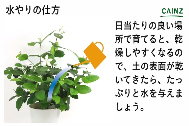 セイロンランティアの育て方とは 育てる場所や水やりのコツ 切り戻しの仕方などについて解説 カインズ花図鑑 となりのカインズさん