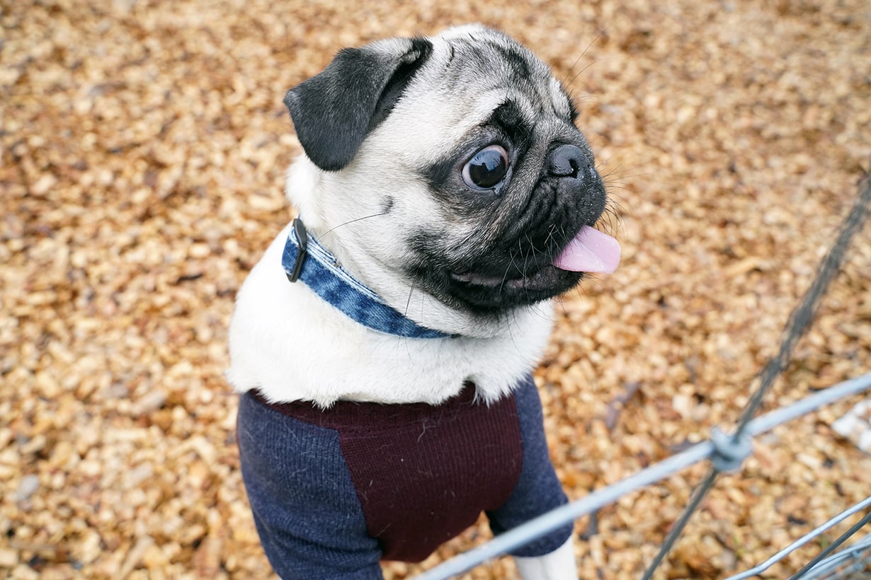材料の7割がカインズ産 手作りキャンプ場に愛犬といっしょに行ってきた となりのカインズさん 材料の7割がカインズ産 手作りキャンプ場に愛犬といっしょに行ってきた となりのカインズさん