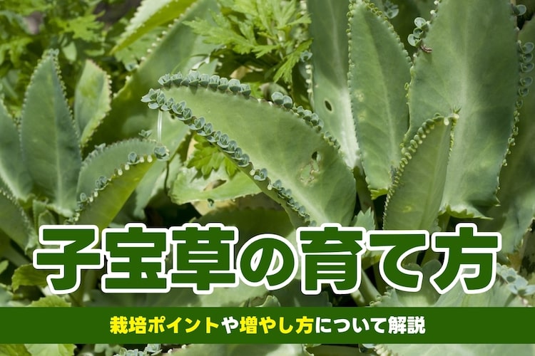【子宝草の育て方】肥料の与え方や水やりのコツ、育てる場所を解説