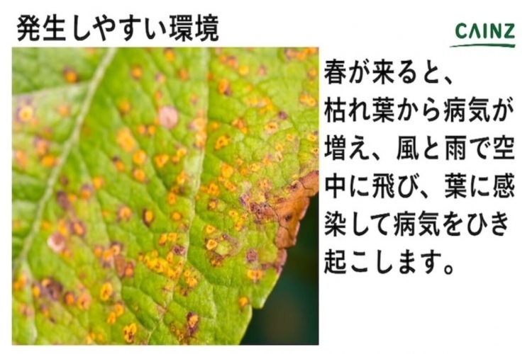 褐斑病 かっぱんびょう とは 発生した場合の症状や対処法 予防策などについて解説 草花の病気 となりのカインズさん