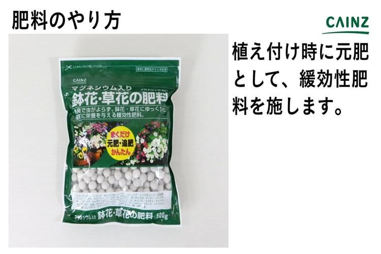 ヘリオトロープの育て方とは 育てる場所や水やりのコツ 肥料の与え方などについて解説 カインズ花図鑑 となりのカインズさん