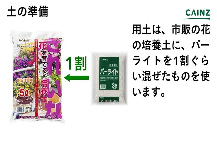 ヘリオトロープの育て方とは 育てる場所や水やりのコツ 肥料の与え方などについて解説 カインズ花図鑑 となりのカインズさん