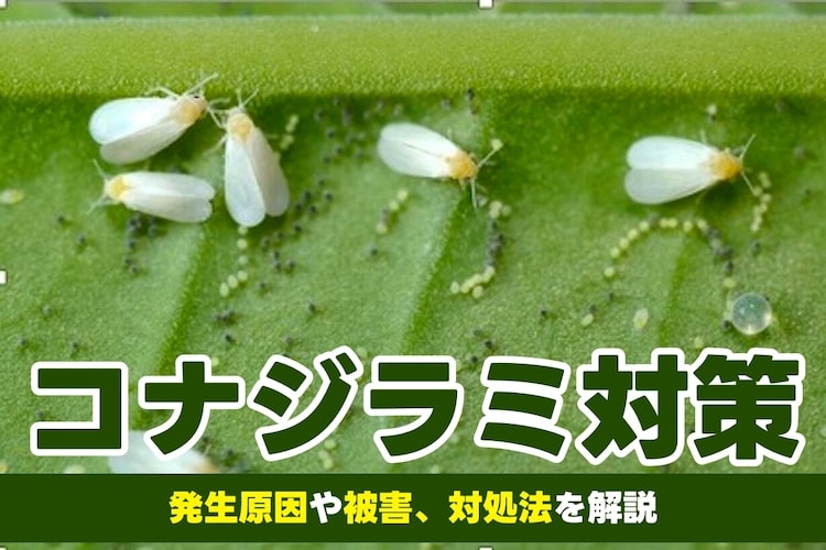 コナジラミの駆除｜おすすめの農薬、卵や幼虫の発生原因や予防策も