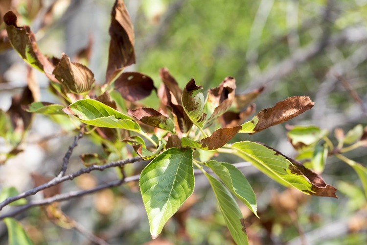 炭疽病とは？発生した場合の症状や対処法、予防策などについて解説【草花の病気】