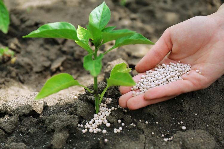【ガーデニングの基礎知識】用土と肥料にはどんな種類がある?植物に必要な養分とそれぞれの使い方について解説