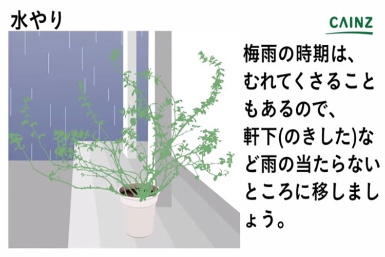 ロータス ブリムストーンの育て方とは 育てる場所や水やりのコツ 挿し木での増やし方などについて解説 カインズ花図鑑 となりのカインズさん