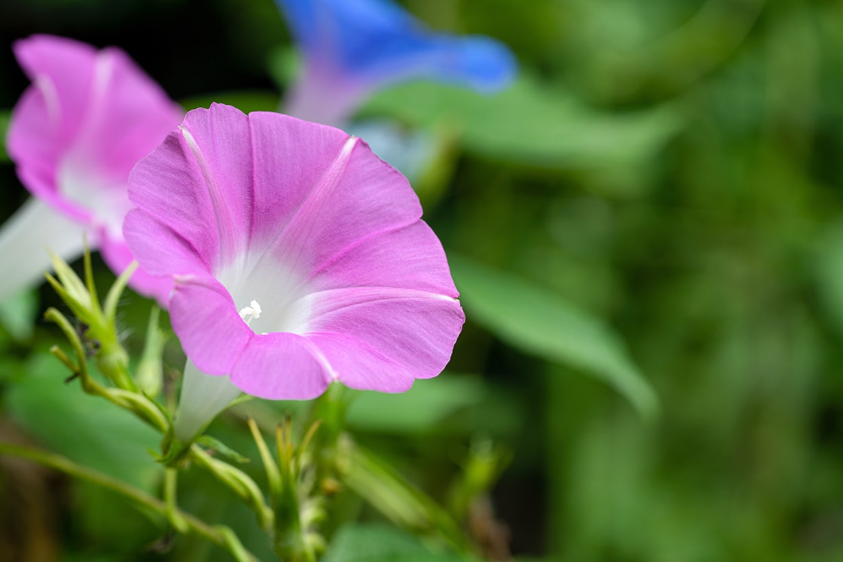 夏の花選 6 7 8月に咲く暑さに強いおすすめの花一覧 となりのカインズさん