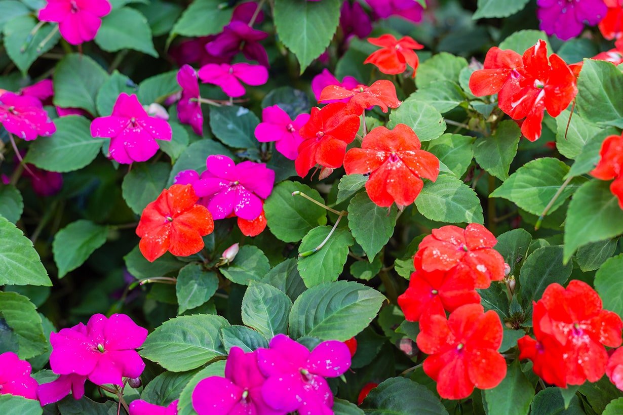 夏に咲く花おすすめ 選 ガーデニング 植木鉢で楽しもう 特徴や育てるポイントも解説 となりのカインズさん