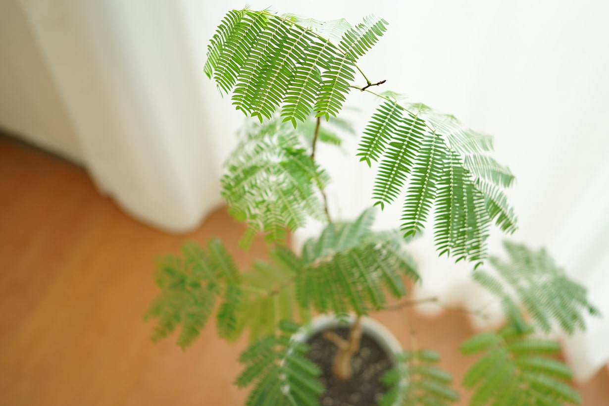 大型の観葉植物おすすめ15選 選ぶときのポイントや育て方のコツもわかりやすく紹介 となりのカインズさん