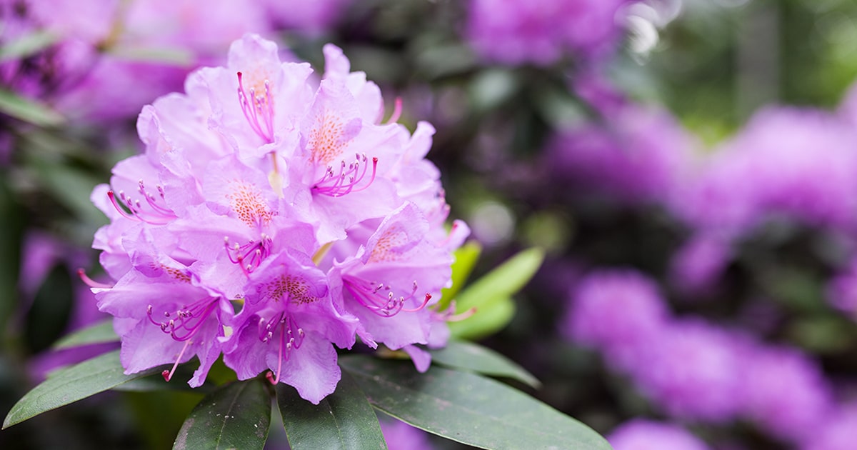 石楠花 シャクナゲ の栽培方法 植え付けや開花の季節 害虫対策など合わせて解説 となりのカインズさん 石楠花 シャクナゲ の栽培方法 植え付けや開花の季節 害虫対策など合わせて解説 となりのカインズさん