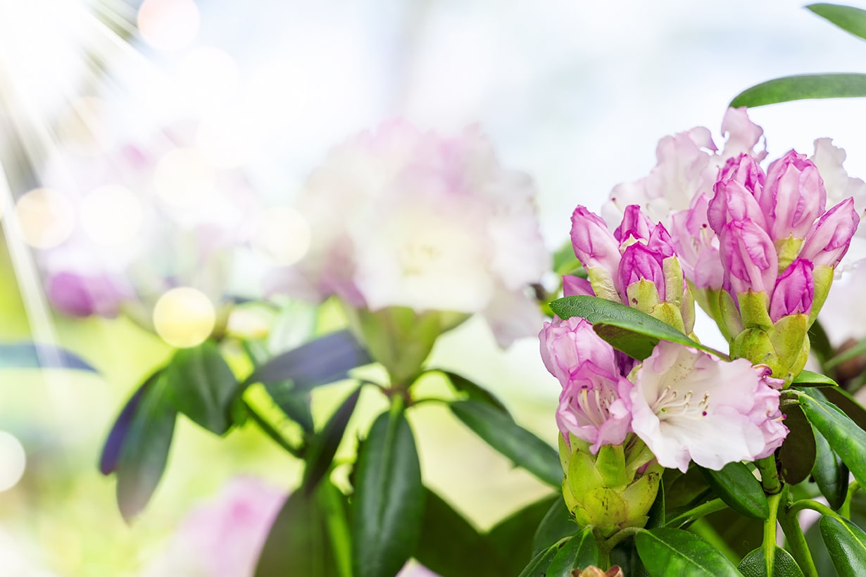 石楠花 シャクナゲ の栽培方法 植え付けや開花の季節 害虫対策など合わせて解説 となりのカインズさん