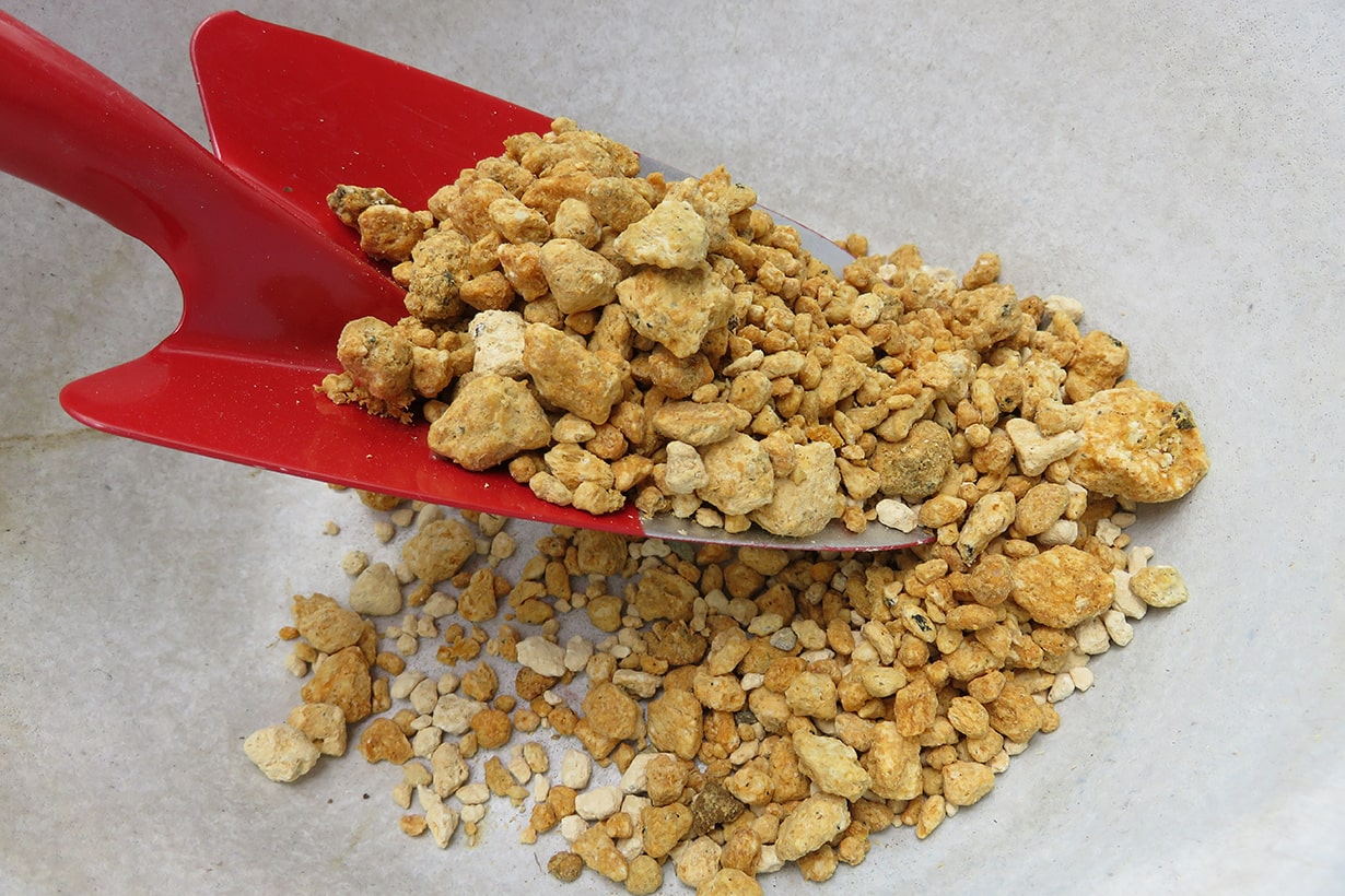 石楠花 シャクナゲ の栽培方法 植え付けや開花の季節 害虫対策など合わせて解説 となりのカインズさん