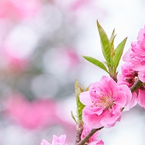 カラーの育て方 花の特徴とは 栽培の注意点や花言葉まで詳しく紹介 となりのカインズさん
