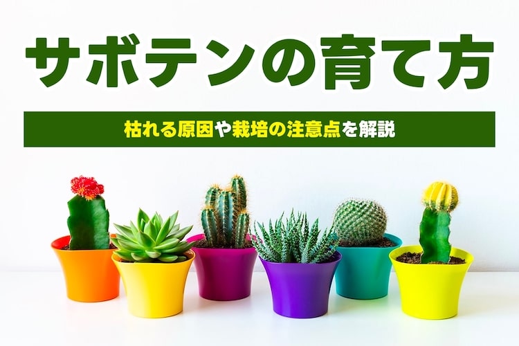 サボテンの育て方|初心者が室内で育てる際の注意点や水やりのコツも