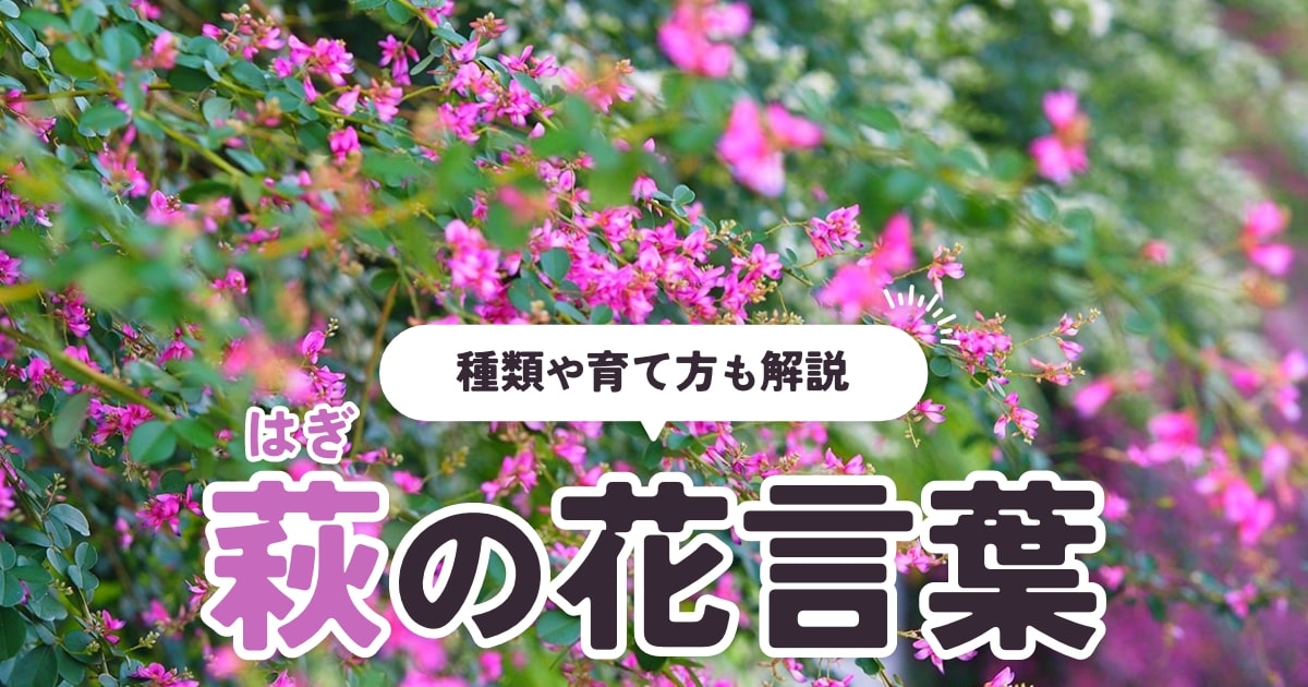 萩（ハギ）の花言葉は？種類や栽培方法をわかりやすく解説 | となりの 