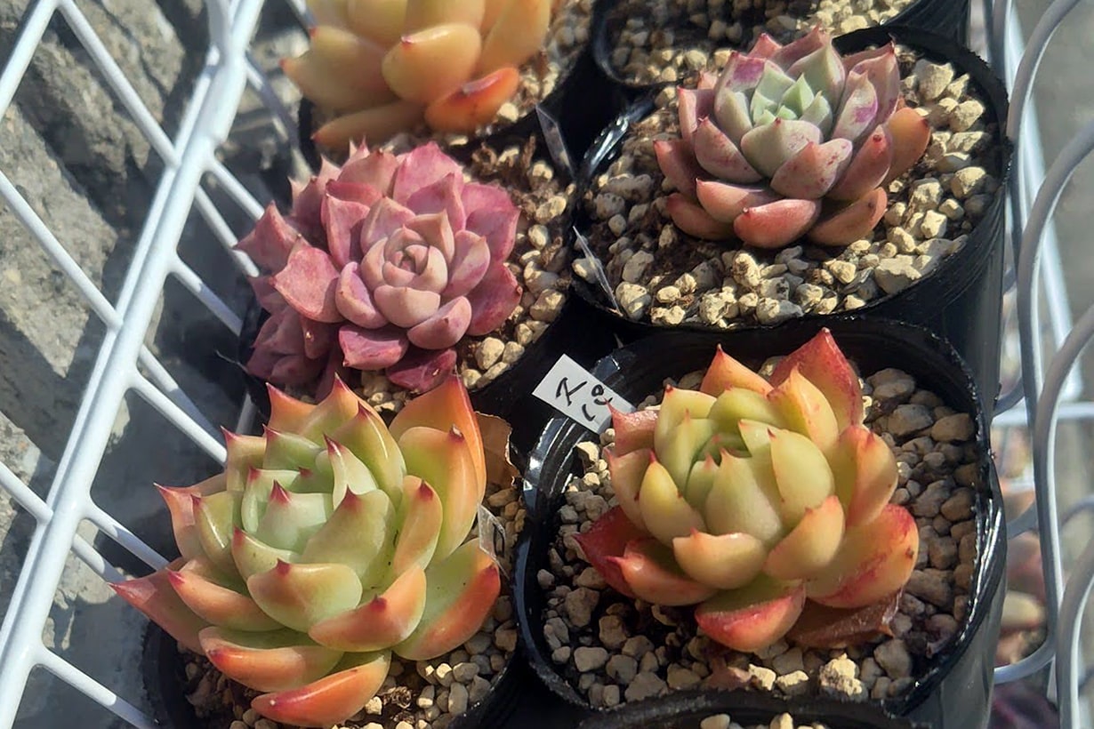 多肉植物に適した土とは？ おすすめの種類や配合のコツも紹介 | となり