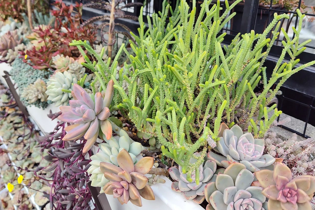多肉植物に適した土とは？ おすすめの種類や配合のコツも紹介 | となり