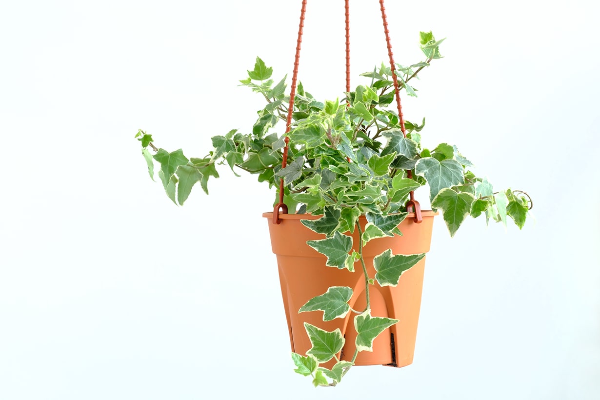 観葉植物をインテリアに取り入れて部屋をおしゃれに 購入前のチェックポイントまでご紹介 となりのカインズさん