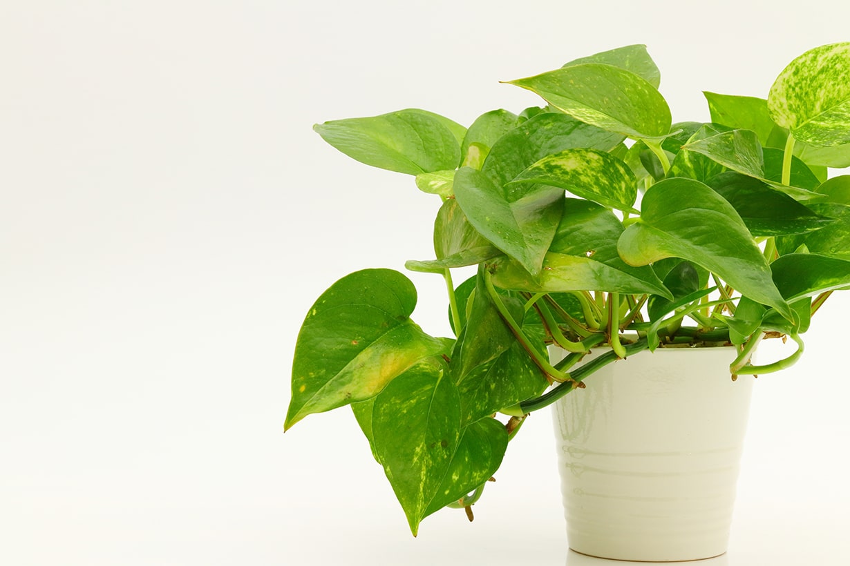 観葉植物をインテリアに取り入れて部屋をおしゃれに 購入前のチェックポイントまでご紹介 となりのカインズさん