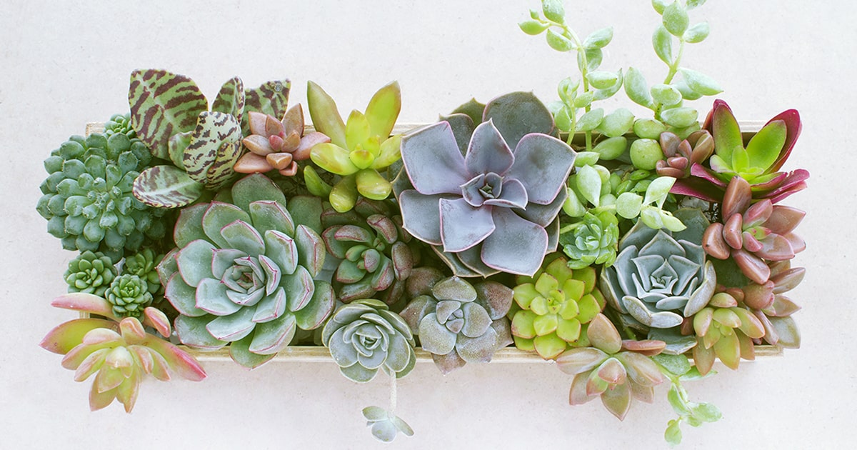 多肉植物のおすすめの種類は 初心者でも失敗知らずな育て方のコツを紹介 となりのカインズさん
