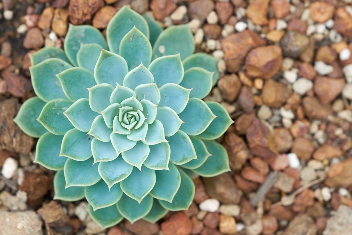 多肉植物のおすすめの種類は？初心者でも失敗知らずな育て方のコツを