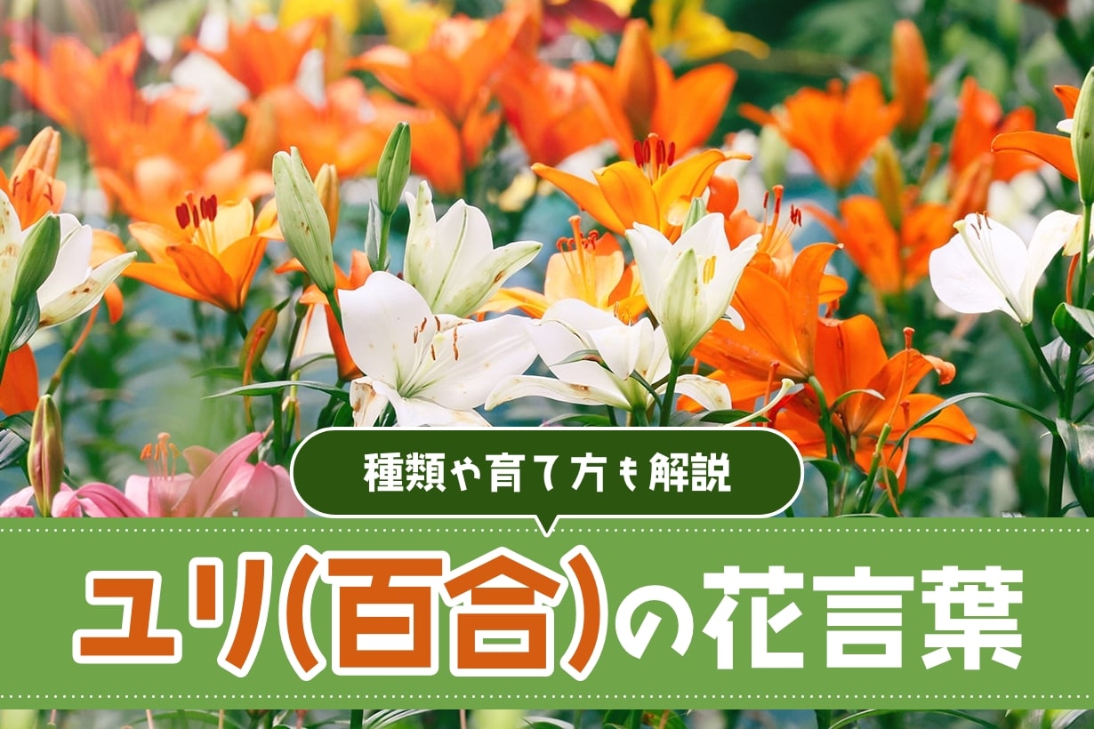 百合の花の花言葉は?種類や開花時期など基本の育て方もわかりやすく 百合の花の花言葉は?種類や開花時期など基本の育て方もわかりやすく